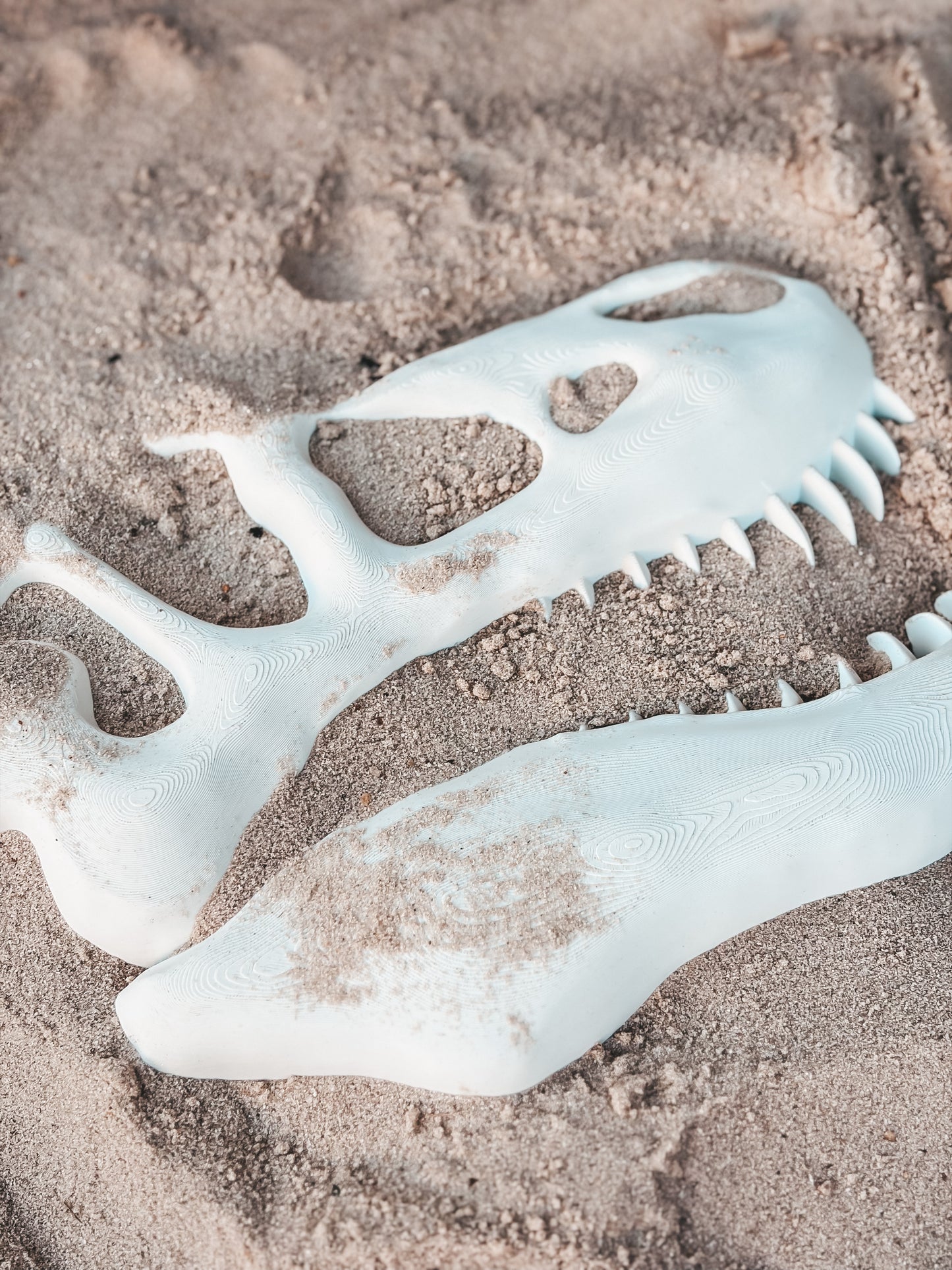 Tyrannosaurus Skull
