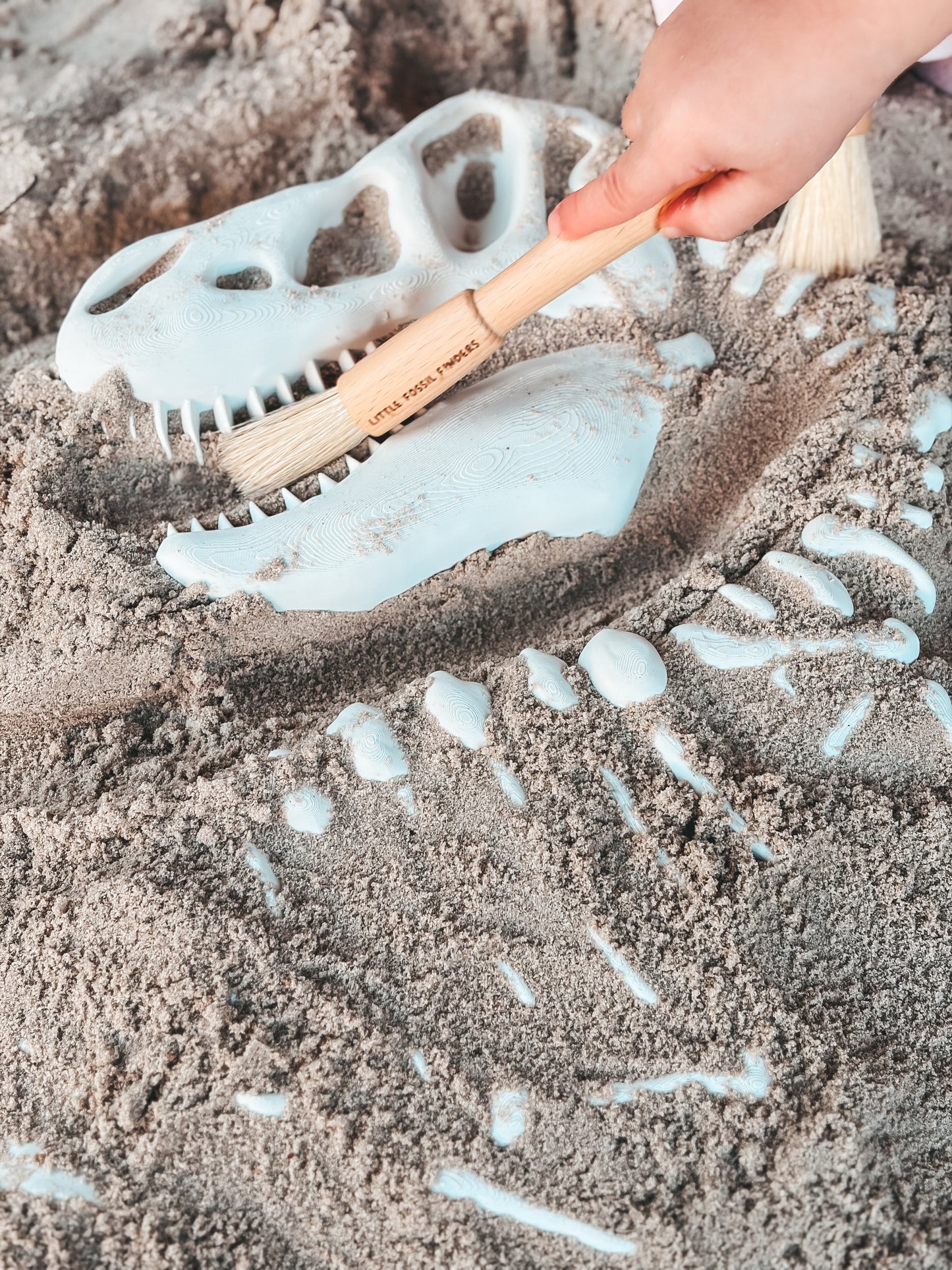 Large Tyrannosaurus Fossil