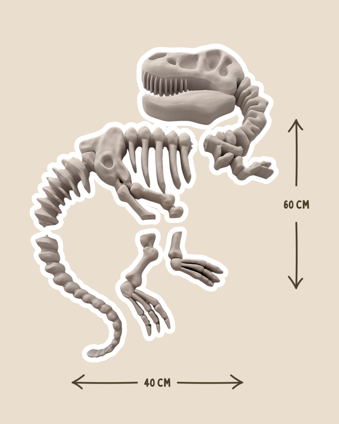 Large Tyrannosaurus Fossil