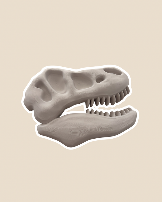 Tyrannosaurus Skull