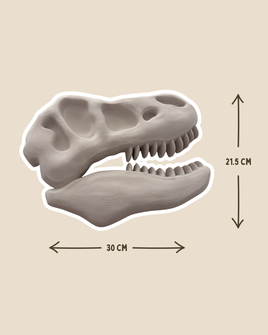 Tyrannosaurus Skull