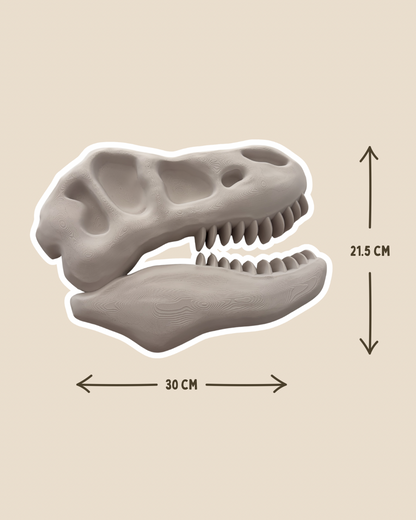 Tyrannosaurus Skull