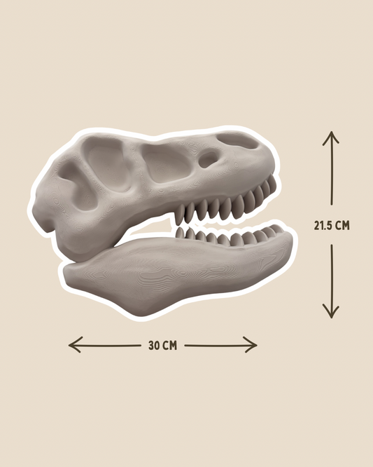 Tyrannosaurus Skull